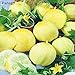 foto Pinkdose 100pcs limone cetriolo Semi organici non OGM di frutta e semi di verdure per casa mini giardino le piante in vaso Semillas de Pepino recensione