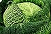 foto Savoy semi di cavolo - Brassica oleracea var. Sabauda recensione