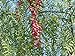Foto Peruanischer Pfefferbaum Schinus molle Pflanze 50cm rosa Pfeffer Gewürz Rarität Rezension