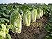 foto 500 semi di cavolo cinese cavolo NO-OGM Semi di ortaggi Bok choi Brassica pekinensis piante per giardino di casa recensione