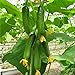 foto semi cetriolo olandese,Fuanxi Semi di cetriolo Verdure verdi Minestra di semi, 50 pz recensione