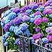 Foto Yukio Samenhaus - Selten 20 Stück Freiland-Hortensie winterhart Blumensamen Bauernhortensie Hydrangea macrophylla Gartenhortensien Rezension