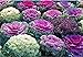 foto Semi di fiore raro cavolo ornamentale Mix da agricoltura biologica recensione