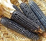 Go Garden 10 - Semi: Rio Grande Blu Corn Seeds - varietÃ  di mais blu dal Rio Grande Pueblos foto, nuovo 2024, miglior prezzo  recensione