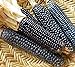 foto Go Garden 10 - Semi: Rio Grande Blu Corn Seeds - varietÃ  di mais blu dal Rio Grande Pueblos recensione