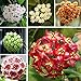 foto Ncient 100 Semi Sementi di Hoya Colore Misto Orchidea di Palla Semi Fiori Rari Profumati Piante per Orto Giardino Balcone Interni ed Esterni recensione