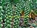 foto 200 semi di cavolo Pak Choi NON OGM Brassica pekinensis Piante semi di verdure per giardino di casa recensione