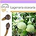 foto SAFLAX - zucca a bottiglia - 15 semi - Lagenaria siceraria recensione