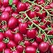 Foto Cherrytomate - Tomate - Pink Grape - sehr ertragreich - süß - 10 Samen Rezension