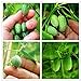 foto 100 PCS rari semi Thumb semi di anguria Bonsai Piante mini anguria Semi per la casa e il giardino non OGM semi commestibili di frutta recensione