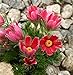 foto Semi di fiore di Pasqua rossa - Anemone pulsatilla recensione
