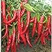foto 50 pc / sacchetto gigante rossa di peperoncino Spezie piccanti Peperoncino piante Semi Piante giardino di casa recensione
