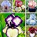 Foto 50 Stück Exotisch Blumensamen winterhart mehrjährig Beetstaude mit unvergleichlichem Duft Rezension