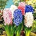 foto 300 pz/borsa semi di Giacinto Perenne semi di fiori rari (non bulbo di giacinto) Holland fiore idroponica per la casa e giardino recensione