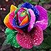 foto Ncient 50/100/200 Semi Sementi di Rosa Colorata Semi Fiori Rari Profumati Piante per Orto Giardino Balcone Interni ed Esterni recensione
