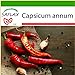 foto SAFLAX - Peperoncino di Cayenna - 20 semi - Con substrato - Capsicum annum recensione