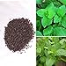 foto BigFamily 1000 pezzi di menta piperita rara semi di erbe menta balsamo foglie di menta viridis recensione