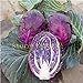 foto Pinkdose 200 semi di pezzi di cavolo verza frutta biologica viola e verdura per la casa giardino NO-OGM recensione