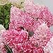 foto 20pcs / semi Beauty Bag Fragola Ortensia fiori per il giardino domestico Seminare recensione