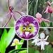 foto Ncient 100 Semi Sementi di Orchidea Faccia di Bebè Orchid Perennial Flower Semi di Fiori Rari Piante Profumati per Orto Giardino Balcone Interni ed Esterni Decorazione della Finestra recensione