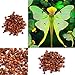 foto Ncient 100 Semi Sementi di Orchidea Phalaenopsis Rare Orchid Flower Seeds Semi di Fiori Rari Pianta Profumati per Orto Giardino Balcone Interni ed Esterni recensione