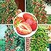 foto 100pcs semi di fragola rampicante fragola semi di piante da frutto giardino domestico recensione