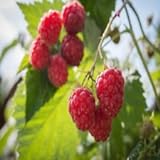 Polka Raspberry - 5 Red Raspberry Plants - Everbearing - Organic Grown - Photo, new 2024, best price $49.95 review