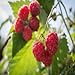 Photo Polka Raspberry - 5 Red Raspberry Plants - Everbearing - Organic Grown - review