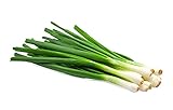 Scallion Bunching Onion Seeds, 250+ Evergreen Hardy White, Heirloom, Non-GMO, Allium fistulosum Photo, new 2024, best price $6.49 review