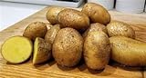 Simply Seed - 15 Piece Potato Seed - Naturally Grown - German Butterballs - Non GMO - Spring Planting Photo, new 2024, best price $11.99 review