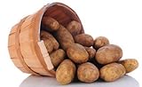 Simply Seed - Russet - Naturally Grown Seed Potatoes - 5 LBS - Ready for Springl Planting Photo, new 2024, best price $12.59 ($0.16 / Ounce) review