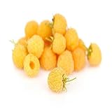 Anne Raspberry - 2 Golden Raspberry Plants - Everbearing - Photo, new 2024, best price $28.95 review