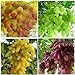 Photo Elwyn 50pcs Finger Grape Fruit Seeds review