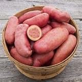 Seed Potatoes for Planting French Fingerling 5lbs. Photo, new 2024, best price $19.97 ($0.25 / Ounce) review