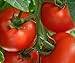 Foto Tomaten Samen Tomaten Saat Saatgut Tomaten Tomatensamen Tomatensamen (IDEAL) Rezension