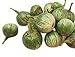 Foto Thai-Aubergine -Solanum virginianum- 100 Samen Rezension