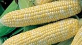 Bulk Organic Sweet Corn Seeds (1 LB) 2200 Seeds Photo, new 2024, best price $26.95 ($1.68 / Ounce) review