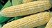 Photo Bulk Organic Sweet Corn Seeds (1 LB) 2200 Seeds review