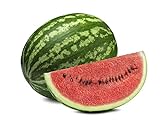 Crimson Sweet Watermelon Seeds - Non-GMO - 3 Grams Photo, new 2024, best price $3.99 review