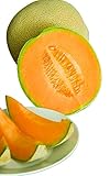 Burpee Hale's Best Jumbo Cantaloupe Melon Seeds 200 seeds Photo, new 2024, best price $6.20 review