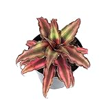 Plants for Pets Live Bromeliad Plant, Cryptanthus Bivittatus Bromeliads, Potted Houseplants with Planter Pot, Perennial Plants for Home Décor or Outdoor Garden, Fully Rooted in Potting Soil Photo, new 2024, best price $16.23 review