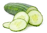 Cucumber Seeds for Planting Outdoors, 210 Straight Eight Cucumber Seeds, Thicker Cucumbers Than with Persian Cucumber Seeds, 6.3 Grams Photo, new 2024, best price $6.97 review