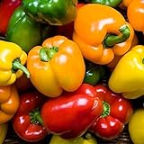 Rainbow Blend Sweet Bell Pepper Seeds, 50+ Premium Heirloom Seeds,So Much Fun!! A Must Have for Your Home Garden! (Isla's Garden Seeds), Non GMO, 85-90% Germination Rates, Seeds Photo, new 2024, best price $7.95 ($0.16 / count) review