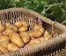 Photo Russet Seed Potatoes NON-GMO review