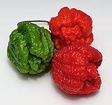 Hot Chili Pfeffer X - Capsicum chinense - Pepper - 10 Samen Foto, neu 2024, bester Preis 4,70 € (4,70 € / stück) Rezension