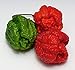 Foto Hot Chili Pfeffer X - Capsicum chinense - Pepper - 10 Samen Rezension