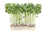 500 g Rettich Samen Bio Keimsaat “Daikon” für Sprossen Microgreens Vegan Rohkost Foto, neu 2024, bester Preis 11,99 € (23,98 € / kg) Rezension