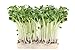Foto 500 g Rettich Samen Bio Keimsaat “Daikon” für Sprossen Microgreens Vegan Rohkost Rezension