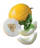 Burpee Twice As Nice Hybrid (Fonzy) Melon Seeds 15 seeds Photo, new 2024, best price $7.28 review