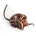 Photo Pepper Joe’s Trinidad Scorpion Chocolate Cappuccino Pepper Seeds ­­­­­– Pack of 10+ Rare Superhot Chili Pepper Seeds – USA Grown ­– Premium Cappuccino Scorpion Seeds for Planting review